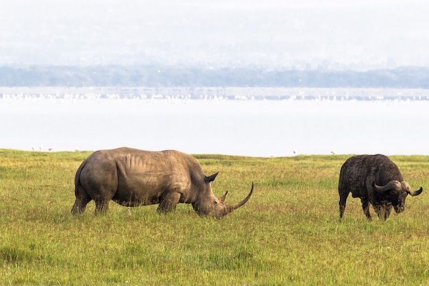 Nashorn am Ufer des Nakuru Sees. Kenia, Afrika