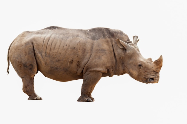 Nashorn auf weißem Hintergrund