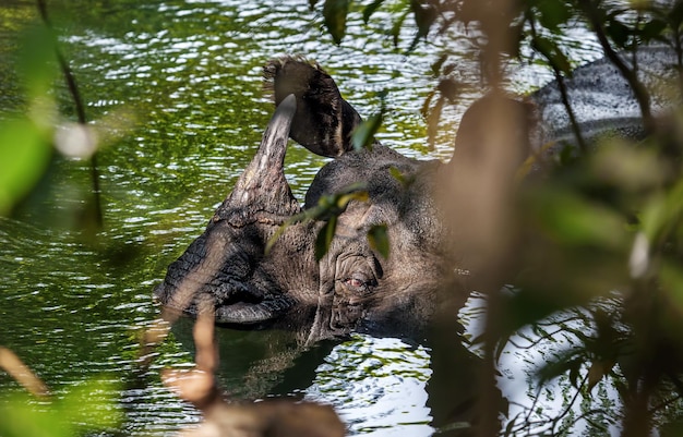 Nashorn beim Baden im Fluss