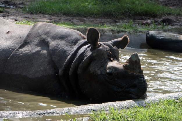 Nashorn im See im Wald