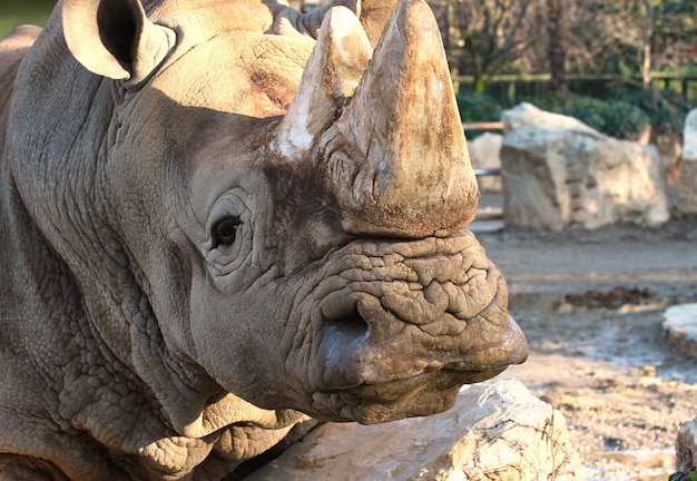 Nashorn im zoo