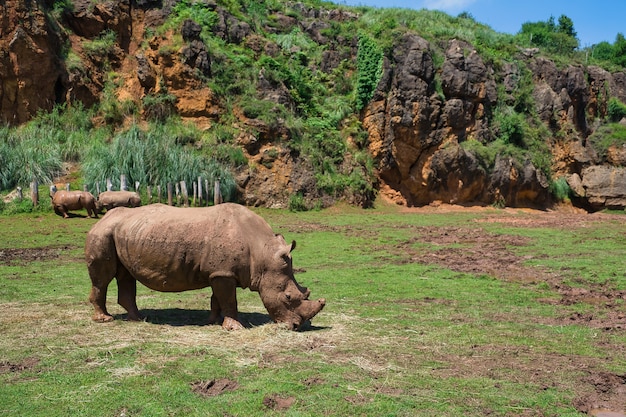 Nashorn in Freiheit