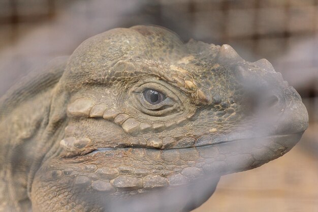 Nashorn-Leguan ist ein seltenes wildes Tier.