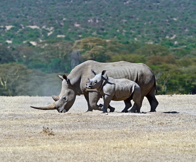 Nashorn mit Jungtier im Nationalpark Solio