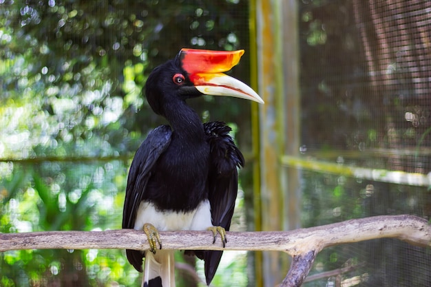 Nashorn-Nashornvogel in Borneo