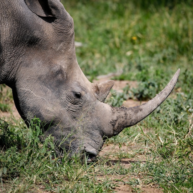 Nashorn wildtier afrika tierwelt