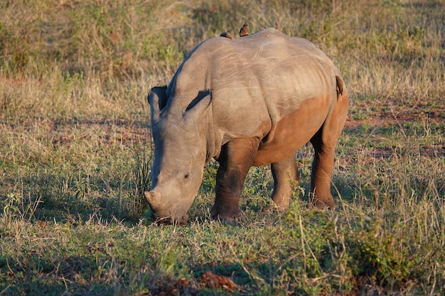 Nashorn