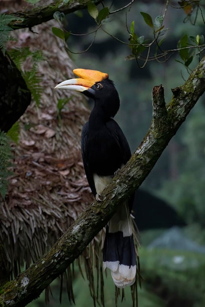 Nashornvogel, der an einem Baum hängt