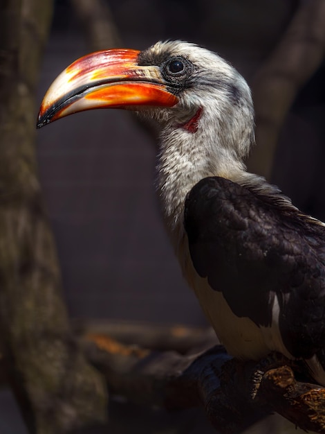 Nashornvogel von der Decken