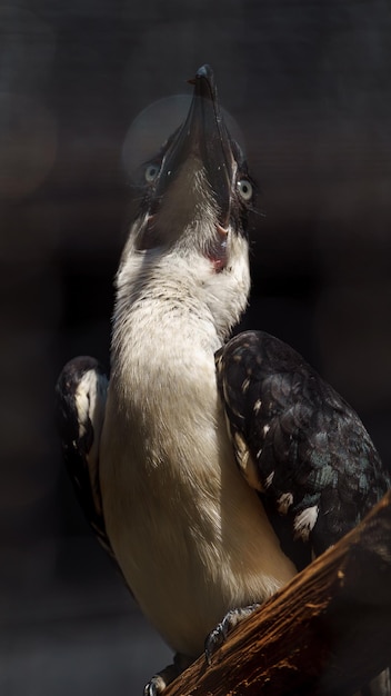 Nashornvogel von der Decken