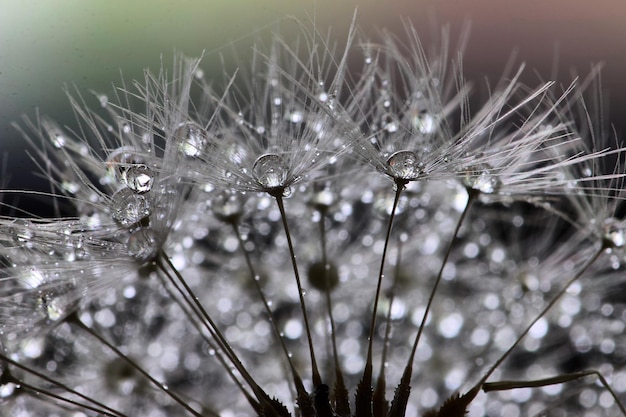 Foto nass dandelion in nahaufnahme