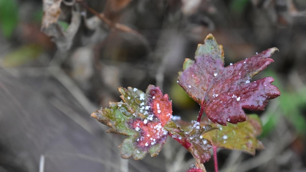 Foto nass rosa blätter auf der pflanze in nahaufnahme