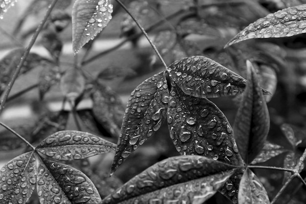 Nassblätter in der Regenzeit in Nahaufnahme