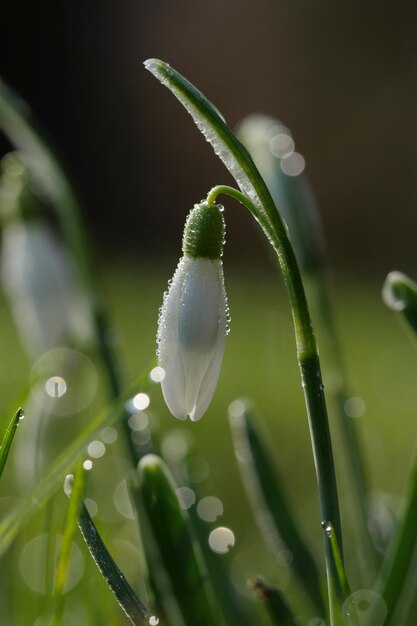 Foto nassblume in nahaufnahme