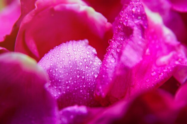 Nasse Blätter der rosa wilden Rose mit Wassertropfen