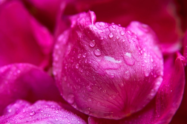 Nasse Blätter der rosa wilden Rose mit Wassertropfen