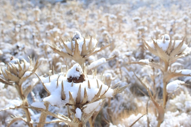 Nasse Blumen