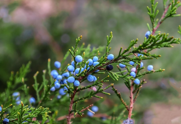 Foto nasse frische grüne zweige der thuja-pflanze mit samen und wassertropfen in der natur