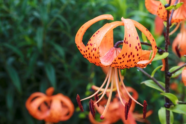 Nasse orange Lilien auf einem grünen Hintergrund.