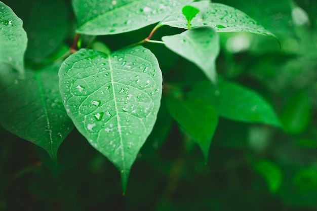 Nasse Pflanzenblätter nach Regen