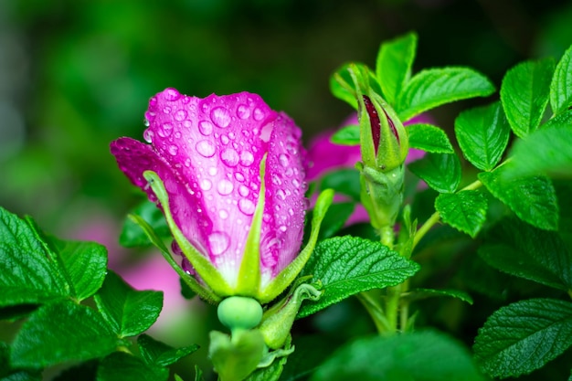 Nasse rosa Rosenknospen im Regen