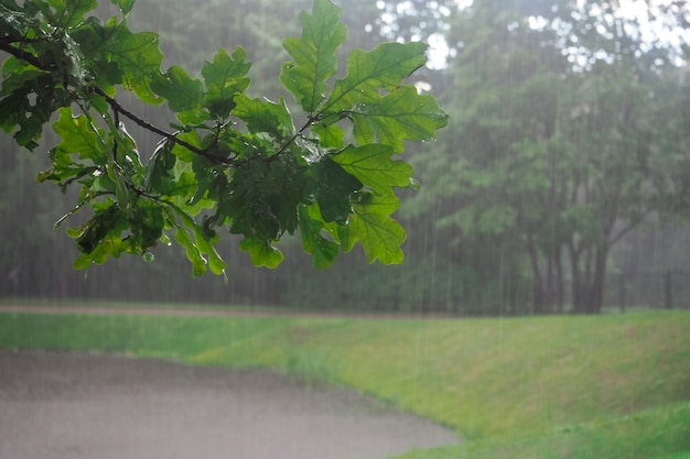 Nasser Ast im strömenden Regen. Regenhintergrund.