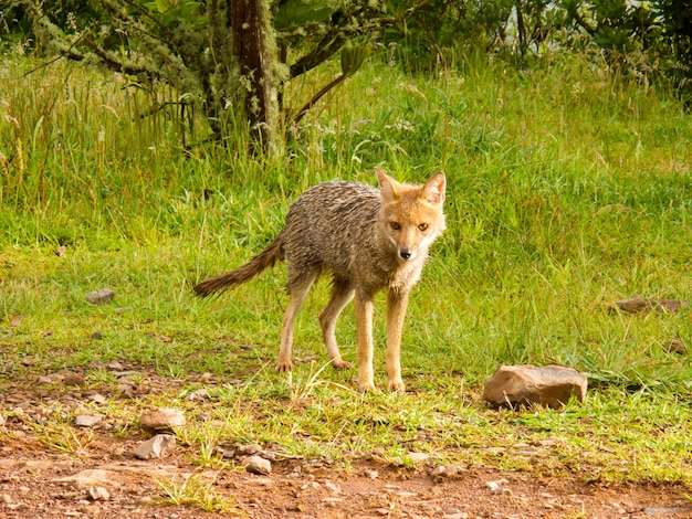 Nasser Fuchs im Wald