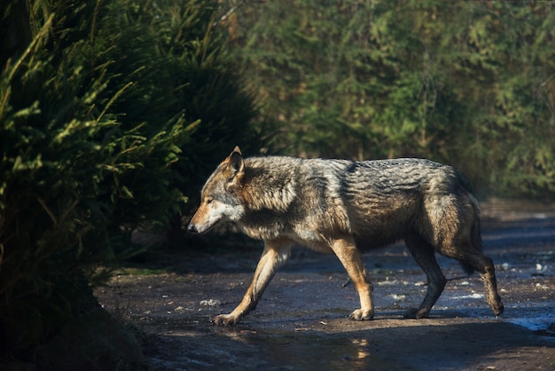 Nasser grauer Wolf im Wald nach dem Regen
