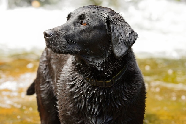 Nasser Hund am Fluss, der wegblickt