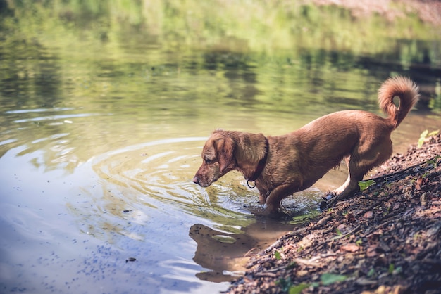 Nasser Hund am See