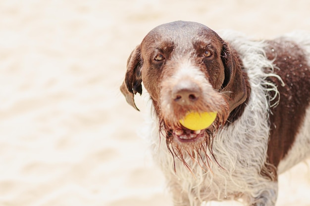 Foto nasser hund am strand am meer mit gelbem tennisball in den zähnen