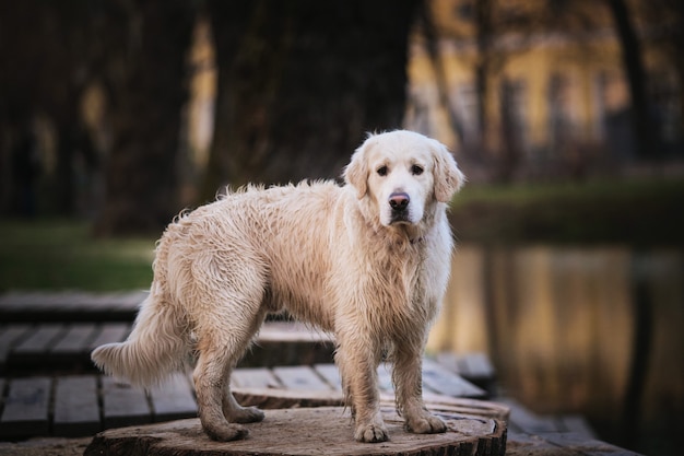 Nasser Hund, der auf einer hölzernen Bank durch einen See steht