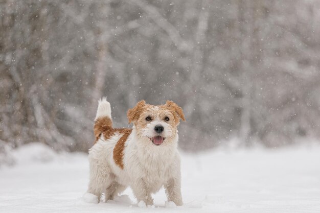 Nasser Hund steht im Winter im Wald Wirehaired Jack Russell Terrier im Park für einen Spaziergang Schnee fällt vor dem Hintergrund des tierischen Neujahrskonzepts