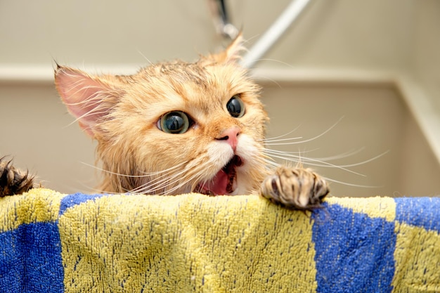 Nasser Katzenkopf mit offenem Mund in der Badewanne in der Nähe