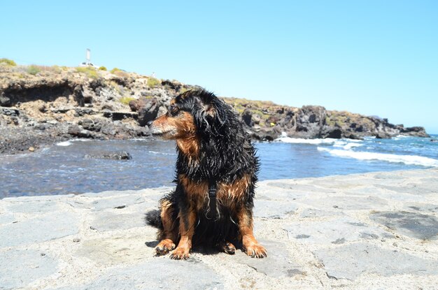 Nasser schwarzer Hund