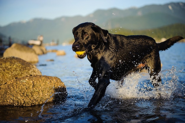 Nasser schwarzer Labrador trägt den Ball im Mund am See
