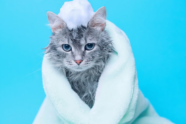 Nasses graues getigertes Kätzchen nach dem Bad, das im grünen Handtuch auf blauem Hintergrund eingewickelt wird