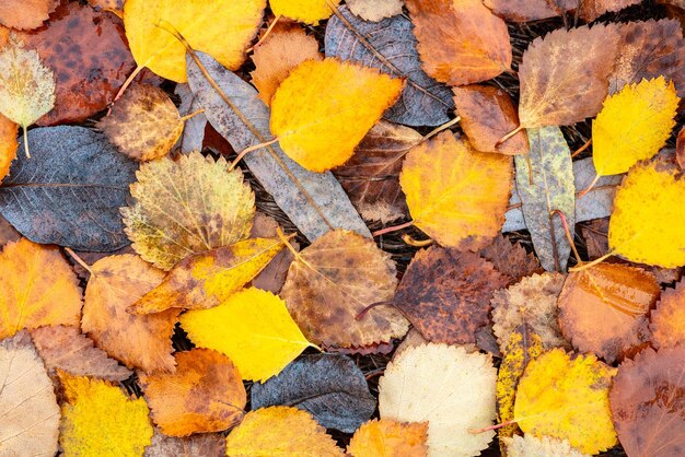 Nasses Herbstlaub in Rot-Orange- und Brauntönen Closeup Spätherbst Textur Hintergrund Herbstsaison Konzept