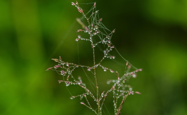 Foto nasses spinnennetz auf einer pflanze in nahaufnahme