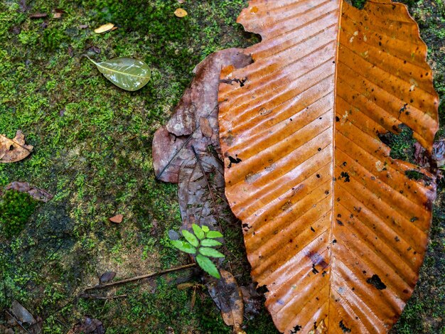 Foto nasses, trockenes herbstlaub auf moos