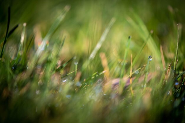 Foto nassgras auf dem feld in nahaufnahme