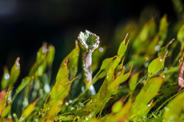 Foto nassmoos und sporophyten in nahaufnahme