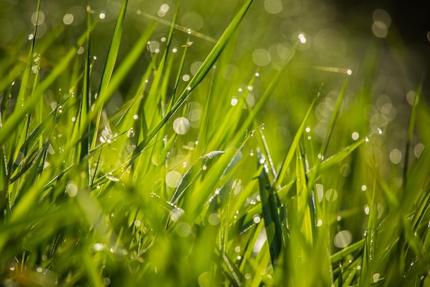 Foto nasspflanzen in der regenzeit