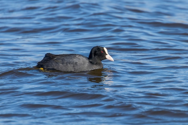 Natação Coot (Fulica atra) Close up Eurasian Coot