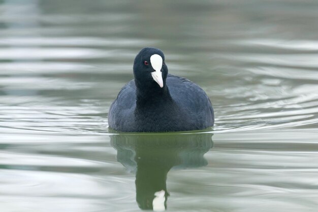 Natação Coot (Fulica atra) Close up Eurasian Coot