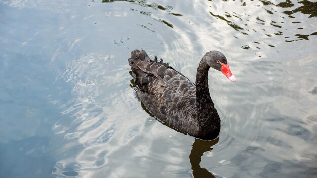 Natação da cisne preta no lago.