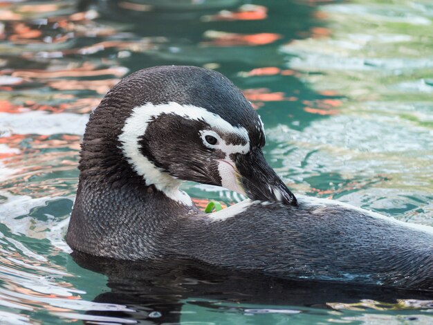 Natação do pinguim de humboldt na água.