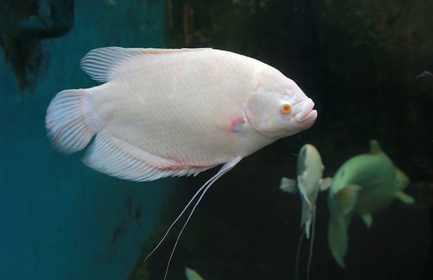 Natação gigante branca do peixe do gurami (Osphronemus goramy) no tanque do aquário.