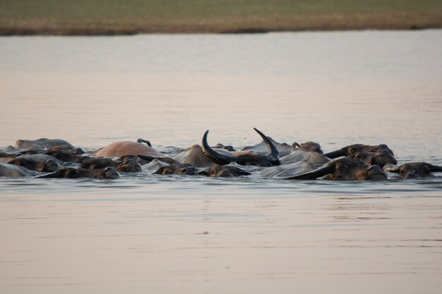 Natação tailandesa do búfalo do pântano no lago.