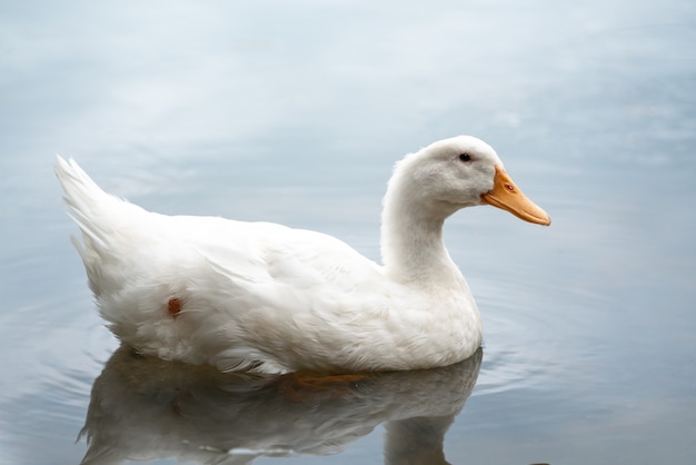 Natación blanca del pato del pekin americano en el agua del lago.